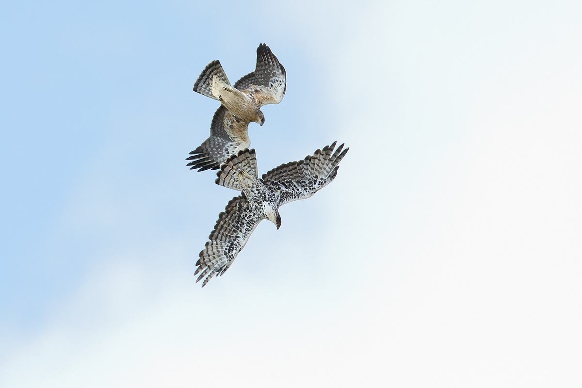 Immature and Adult in flight together