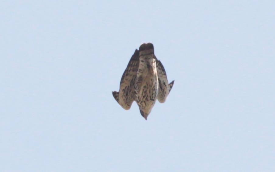 Pale morph - Lightly streaked