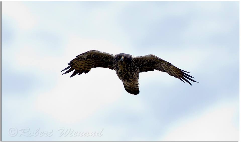 Dark morph - Streaked Throat