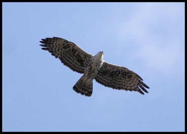 Spring day pale adult