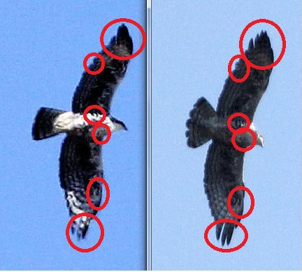 Distinguished wing patterns
