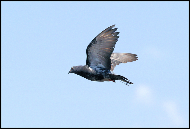 Rock Dove